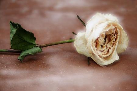 pour mon amie Passionnesdelacreas tout mes sinc�res condol�ances 