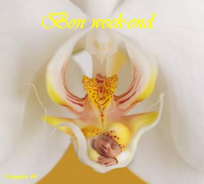 et oui mes amis (ies) un week-end avec encore de la pluie !!!!!!!!