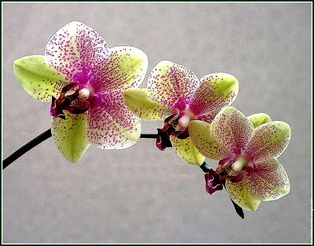 Cadeaux pour mon amie Orchid�e !!!!!!!!