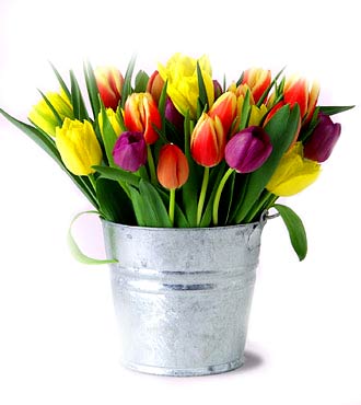 Semaine 46 et oui encore une semaine qui commence ,voici une des fleurs que j'adore !!!!!! 